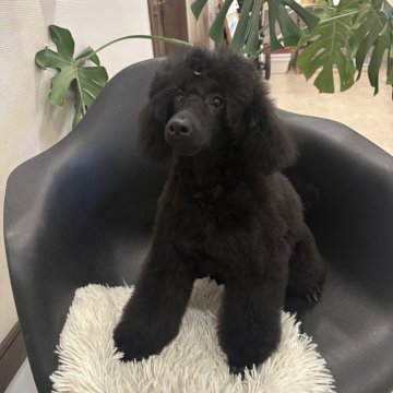 ミディアムプードル【新潟県・女の子・2025年6月29日・ブラック】の写真「とても綺麗なお顔の女の子」