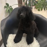 ミディアムプードル