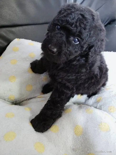 ID:2009-03173の子犬