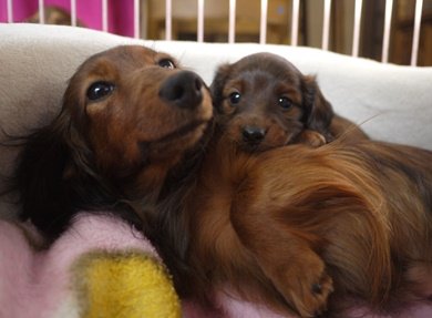 母犬と赤ちゃん｜浅野　早苗(あさの　さなえ)ブリーダー(宮城県・カニンヘンダックスフンド(ロング)など・JKC登録)の紹介写真2