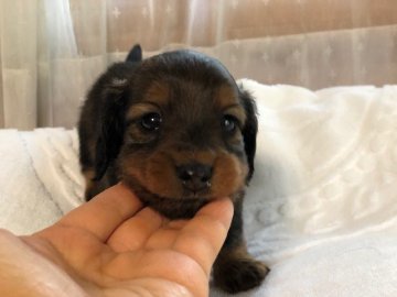 カニンヘンダックスフンド(ロング)【宮城県・男の子・2019年5月4日・レッド】の写真「お顔の可愛いレッドくん」