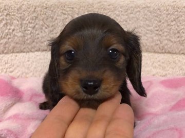 カニンヘンダックスフンド(ロング)【宮城県・男の子・2020年2月24日・レッド】の写真「お耳が長い色素の濃い子です。」