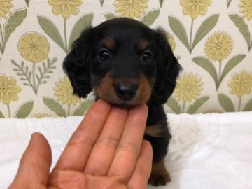 カニンヘンダックスフンド(ロング)【宮城県・男の子・2019年5月4日・ブラックタン】の写真「ピカピカコートの男の子です。PRA心配なし。」