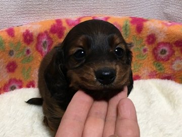 カニンヘンダックスフンド(ロング)【宮城県・男の子・2016年2月14日・レッド】の写真「バレンタインデー生まれの男の子です。」