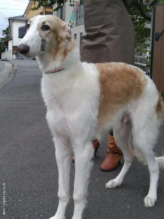 ちーくんの母ちゃん 様のお迎えした子犬