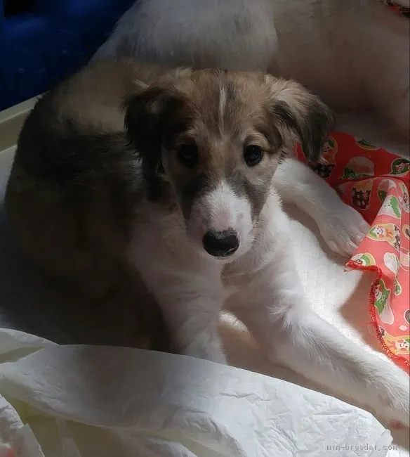 ID：1904-01095の子犬
