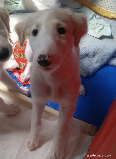 ID：1904-01092の子犬