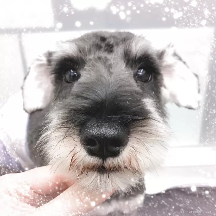 ミニチュアシュナウザー【大阪府・男の子・2024年12月27日・ソルト&amp;ペッパー】の写真1