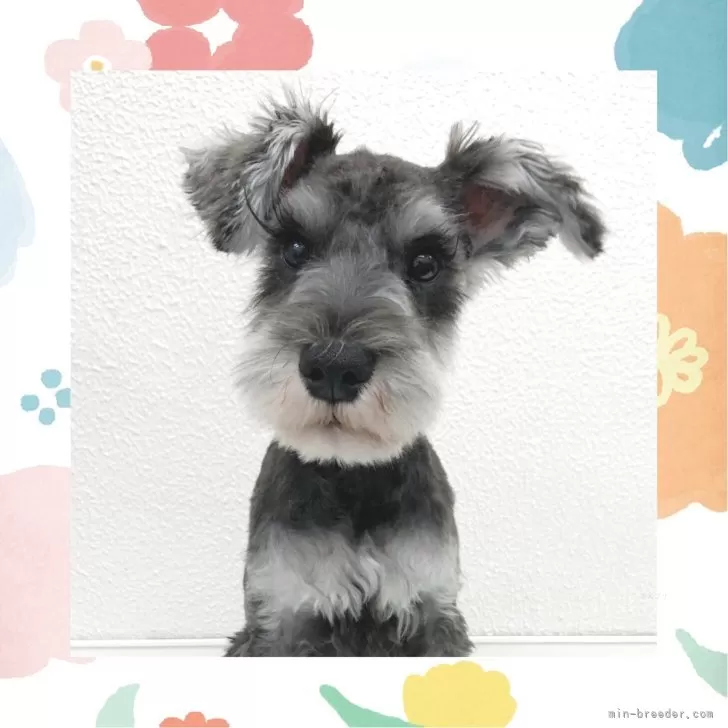 ID:2501-03791の子犬