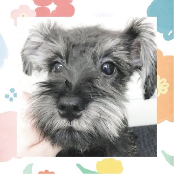 ミニチュアシュナウザー【大阪府・男の子・2024年12月18日・ソルト&ペッパー】の写真「激カワ♡すくすく元気に成長中☆」