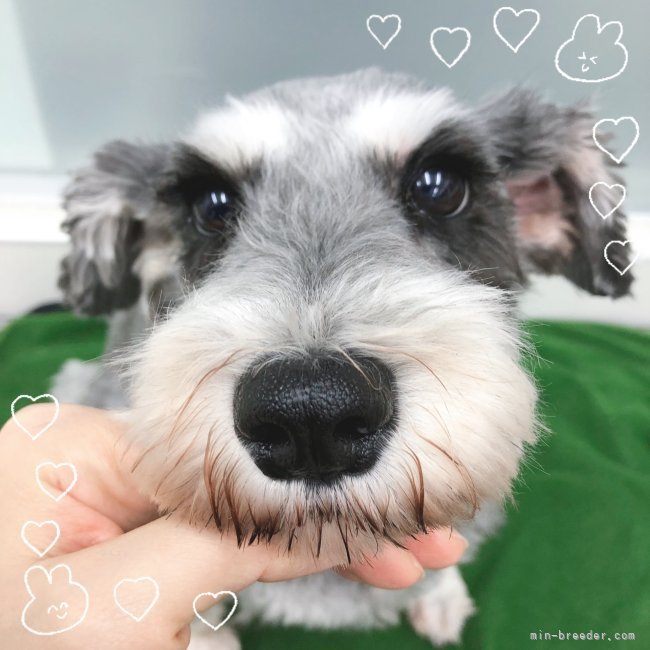 ブリーダー画像