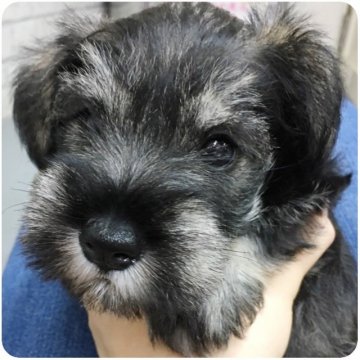 ミニチュアシュナウザー【大阪府・女の子・2018年8月13日・ソルト&ペッパー】の写真「激カワ♡両親譲りの小ぶりサイズ♡良血統です☆」