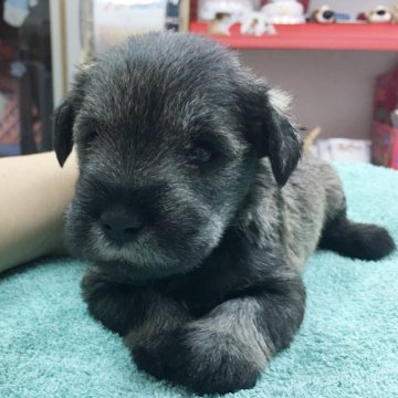 ミニチュアシュナウザー【大阪府・女の子・2018年10月5日・ソルト&ペッパー】の写真「激カワ♡両親譲りの小ぶりサイズ♡良血統です☆」