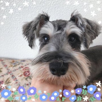 ミニチュアシュナウザー【大阪府・男の子・2022年10月16日・ソルト&ペッパー】の写真「激カワ♡すくすく元気に成長中！」
