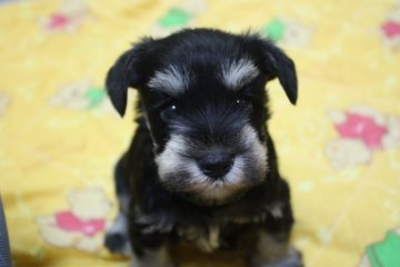 ミニチュアシュナウザー【大阪府・女の子・2017年1月12日・ソルト&ペッパー】の写真「激カワ♡両親譲りの小ぶりサイズ♡良血統です☆」