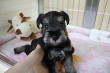 ミニチュアシュナウザー【大阪府・男の子・2017年5月5日・ソルト&ペッパー】の写真「激カワ♡両親譲りの小ぶりサイズ♡良血統です☆」