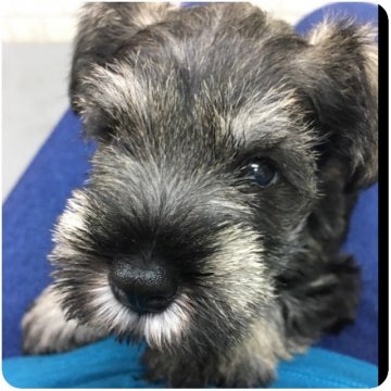 ミニチュアシュナウザー【大阪府・女の子・2018年8月13日・ソルト&ペッパー】の写真「激カワ♡両親譲りの小ぶりサイズ♡良血統です☆」