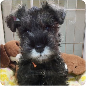 ミニチュアシュナウザー【大阪府・男の子・2018年10月5日・ソルト&ペッパー】の写真「激カワ♡両親譲りの小ぶりサイズ♡良血統☆オレンジく」