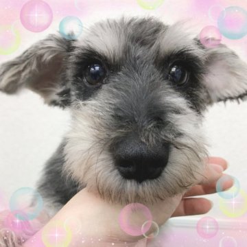ミニチュアシュナウザー【大阪府・女の子・2021年7月22日・ソルト&ペッパー】の写真「甘えたで小ぶりなシュナちゃんです♡」