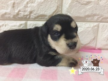 ミニチュアシュナウザー【大阪府・女の子・2020年6月23日・ブラックシルバー】の写真「激カワ♡両親譲りの小ぶりサイズ♡良血統です☆」