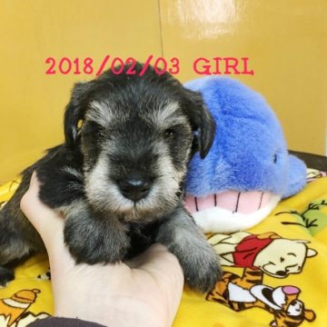 ミニチュアシュナウザー【大阪府・女の子・2018年2月3日・ソルト&ペッパー】の写真「激カワ♡両親譲りの小ぶりサイズ♡良血統です☆」