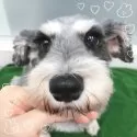 ミニチュアシュナウザー【大阪府・女の子・2021年6月29日・ソルト&ペッパー】の写真1