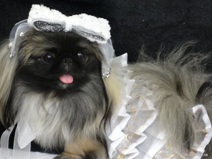 当店でお譲りしたペキニーズちゃんです｜竹内　雅子(たけうち　まさこ)ブリーダー(東京都・ペキニーズなど・JKC登録)の紹介写真1