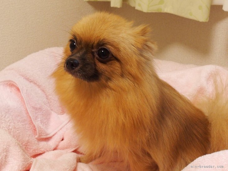 ポメラニアン【・女の子・2022年10月29日・オレンジ】