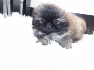 ペキニーズ【東京都・女の子・2018年4月24日・レッド】の写真「コンパクトな体型の子です」