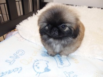 ペキニーズ【東京都・女の子・2018年4月24日・レッド】の写真「健康で小ぶりな子です」