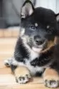 柴犬(標準サイズ)【千葉県・男の子・2025年7月17日・黒】の写真15