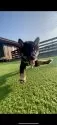 柴犬(標準サイズ)【千葉県・男の子・2025年7月17日・黒】の写真5