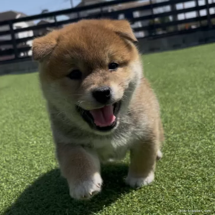 K.E 様のお迎えした子犬