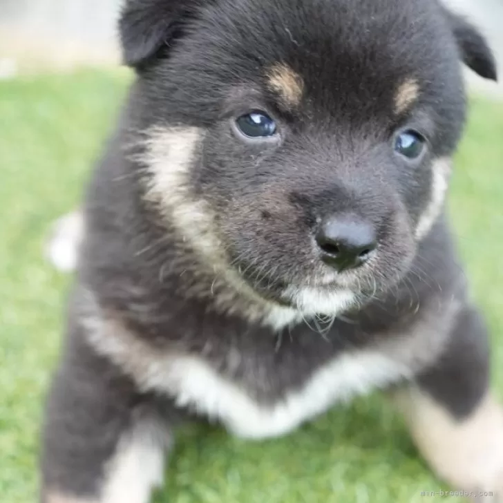 ID：2507-08538の子犬