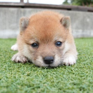 柴犬(豆柴)【千葉県・男の子・2025年7月1日・赤】の写真「甘えんぼで物おじしない、癒し系男子🐶‼︎」
