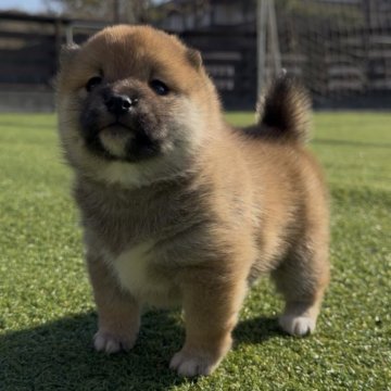 柴犬(豆柴)【千葉県・女の子・2025年11月3日・赤】の写真「ぬくもりを感じる、甘えんぼフェイスの女の子🤎‼︎」