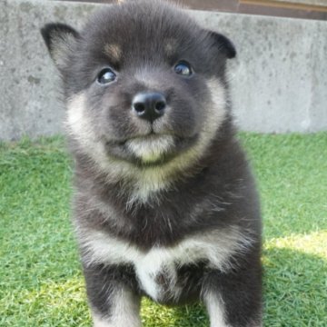 豆柴【千葉県・女の子・2025年7月24日・黒】の写真「まんまるなおてんば娘！両親豆柴認定犬🐶」