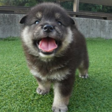 柴犬(豆柴)【千葉県・男の子・2025年7月24日・黒】の写真「毛量抜群！まんまるな男の子！両親豆柴認定犬🐶」