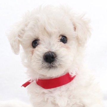 ビションフリーゼ【千葉県・女の子・2025年11月11日・白】の写真「くりくりなおめめの女の子👧天真爛漫な長女ちゃん❤」