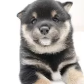 豆柴【千葉県・男の子・2025年10月20日・黒】の写真1