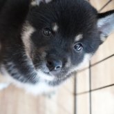 柴犬(標準サイズ)
