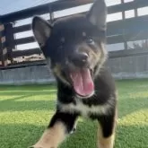 柴犬(標準サイズ)