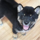 柴犬(標準サイズ)