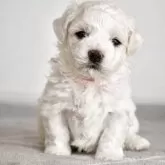 ビションフリーゼ