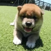 豆柴