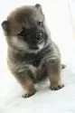 豆柴【千葉県・男の子・2024年12月1日・赤】の写真3