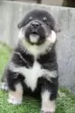 柴犬(標準サイズ)【千葉県・女の子・2025年7月17日・黒】の写真3