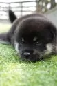 柴犬(標準サイズ)【千葉県・女の子・2025年7月17日・黒】の写真6