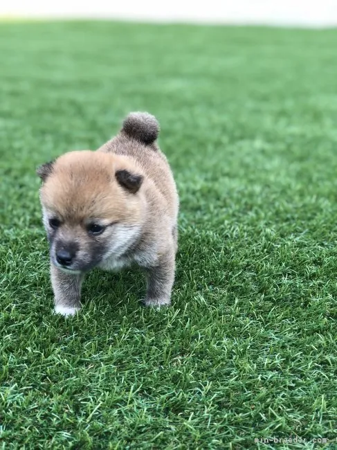 ID:1806-02311の子犬