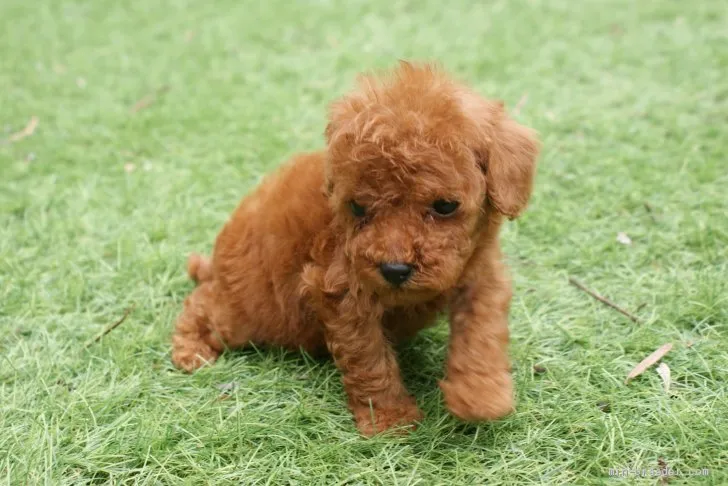 ID：2009-01598の子犬